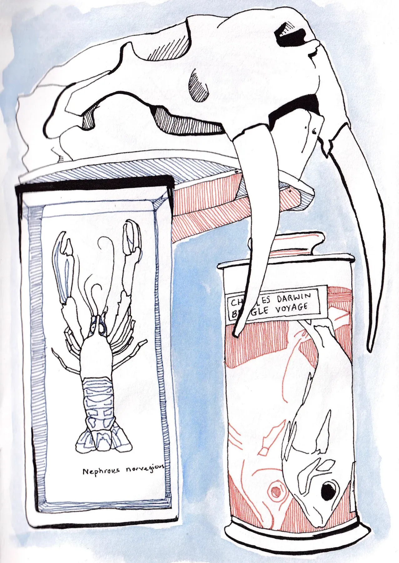 Cambridge Zoology Museum sketchbook page featuring a walrus skull, fish and lobster.