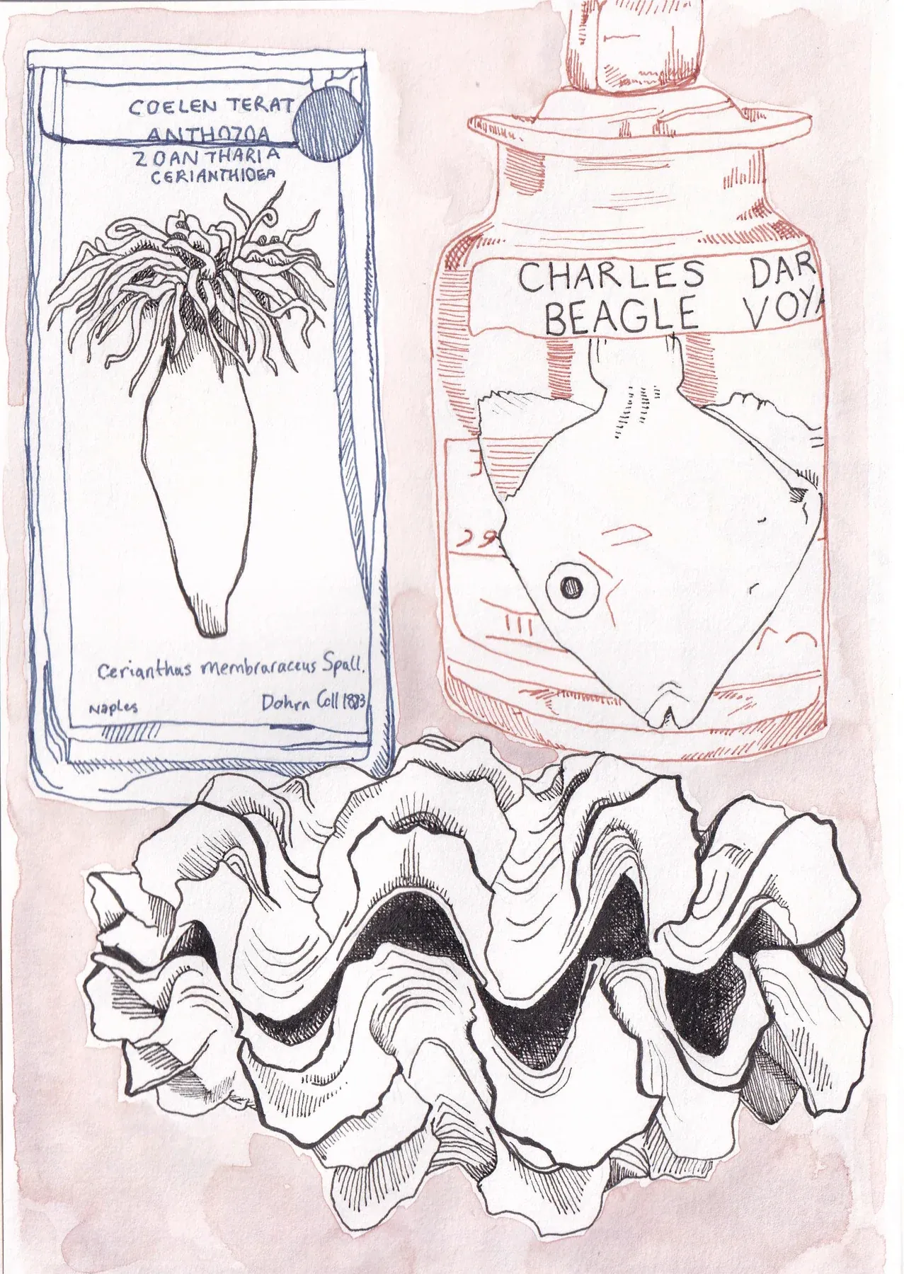 Cambridge Zoology Museum sketchbook page featuring a fish, shell and anemone.