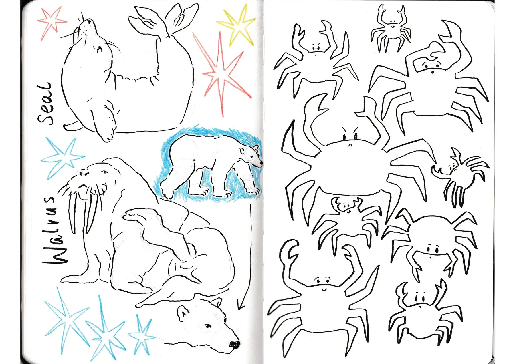 Sketchbook pages of crabs, walrus, seal and polar bear.